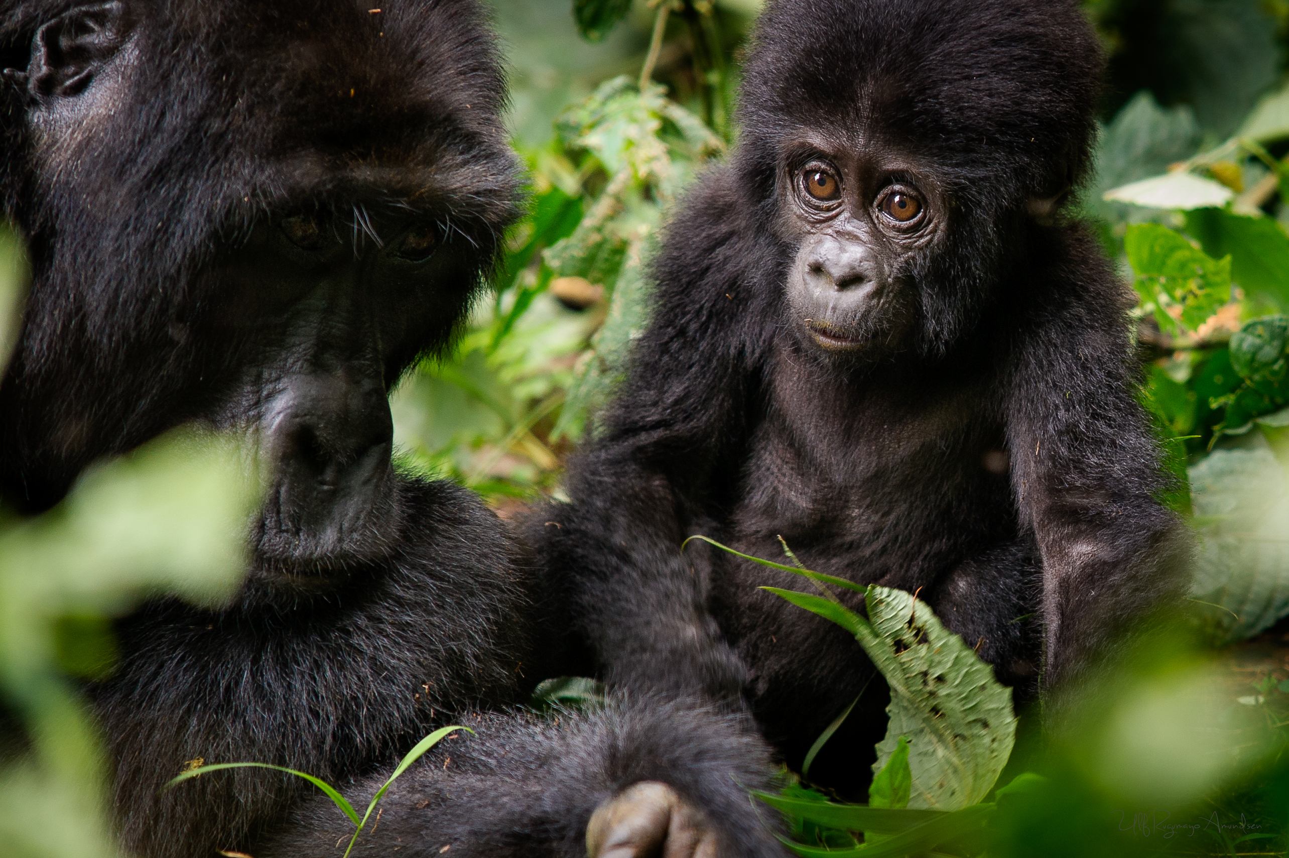 Safari og gorillasporing