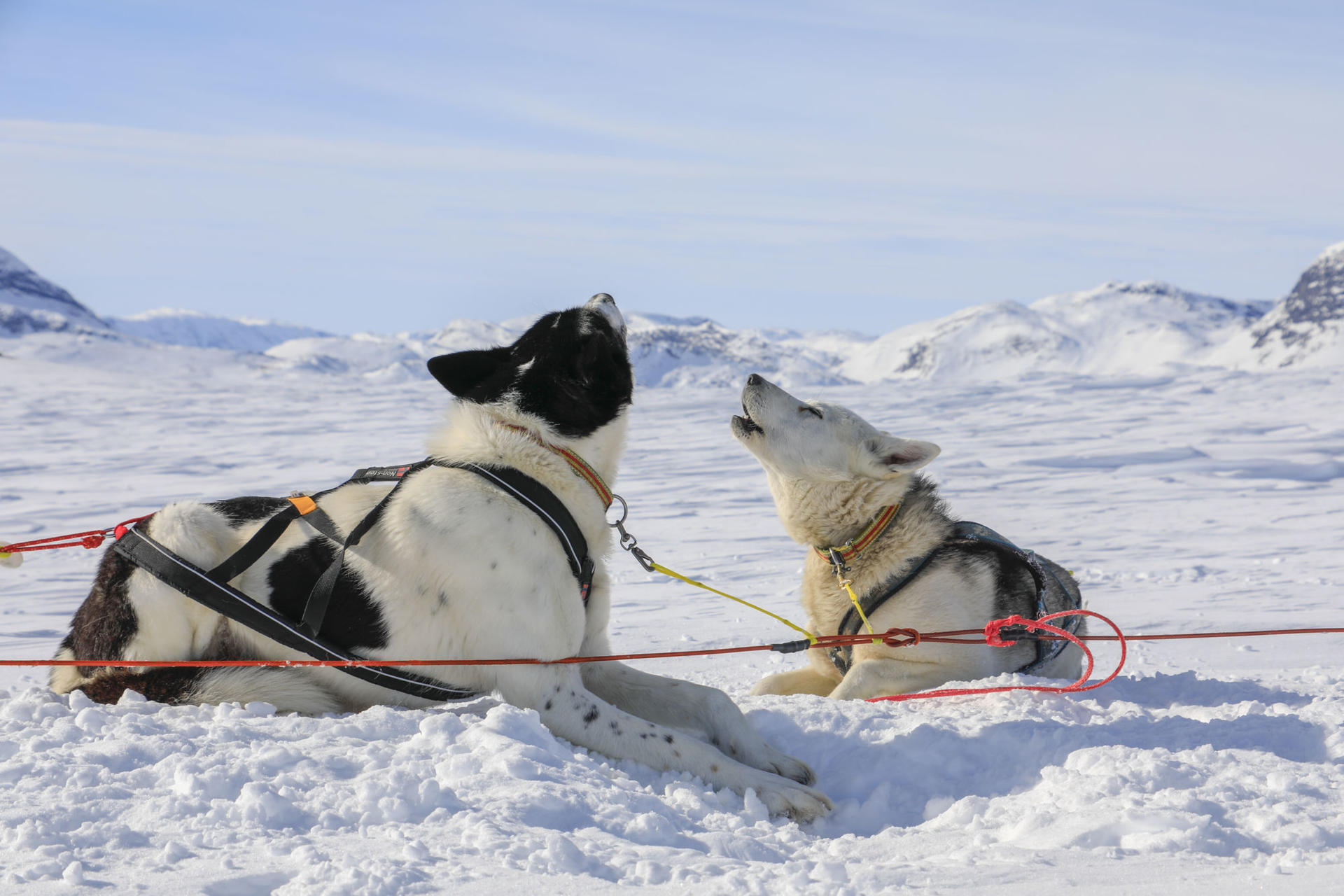 Snowshoeing and Dogsledding Jotunheimen(17)