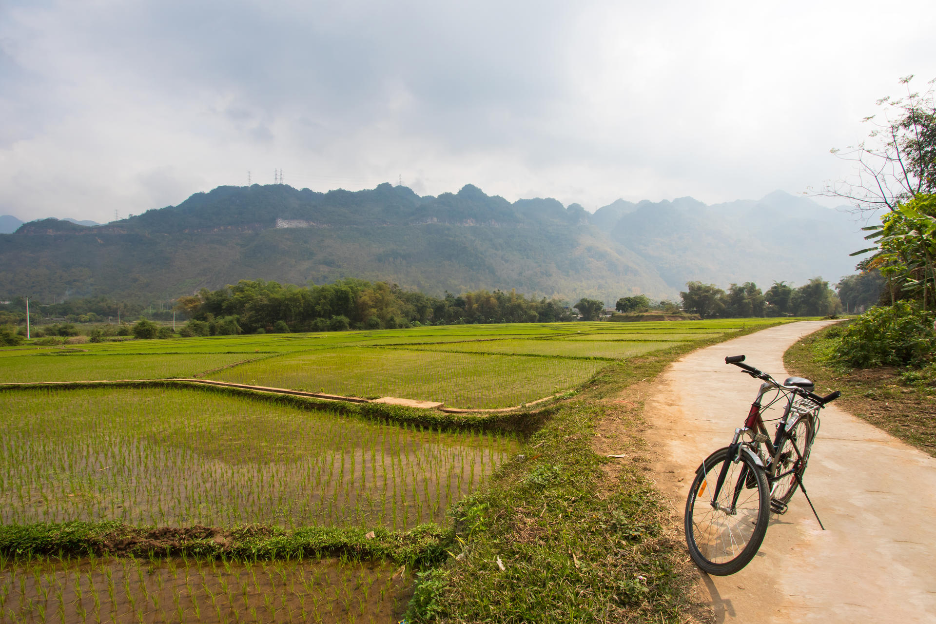 landscape, rice fields in Vietnam