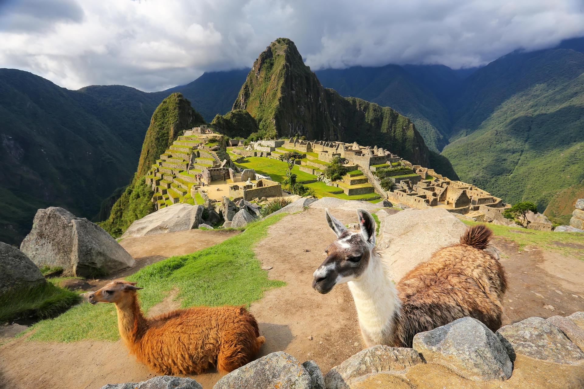 Llamas standing at Machu Picchu overlook in Peru